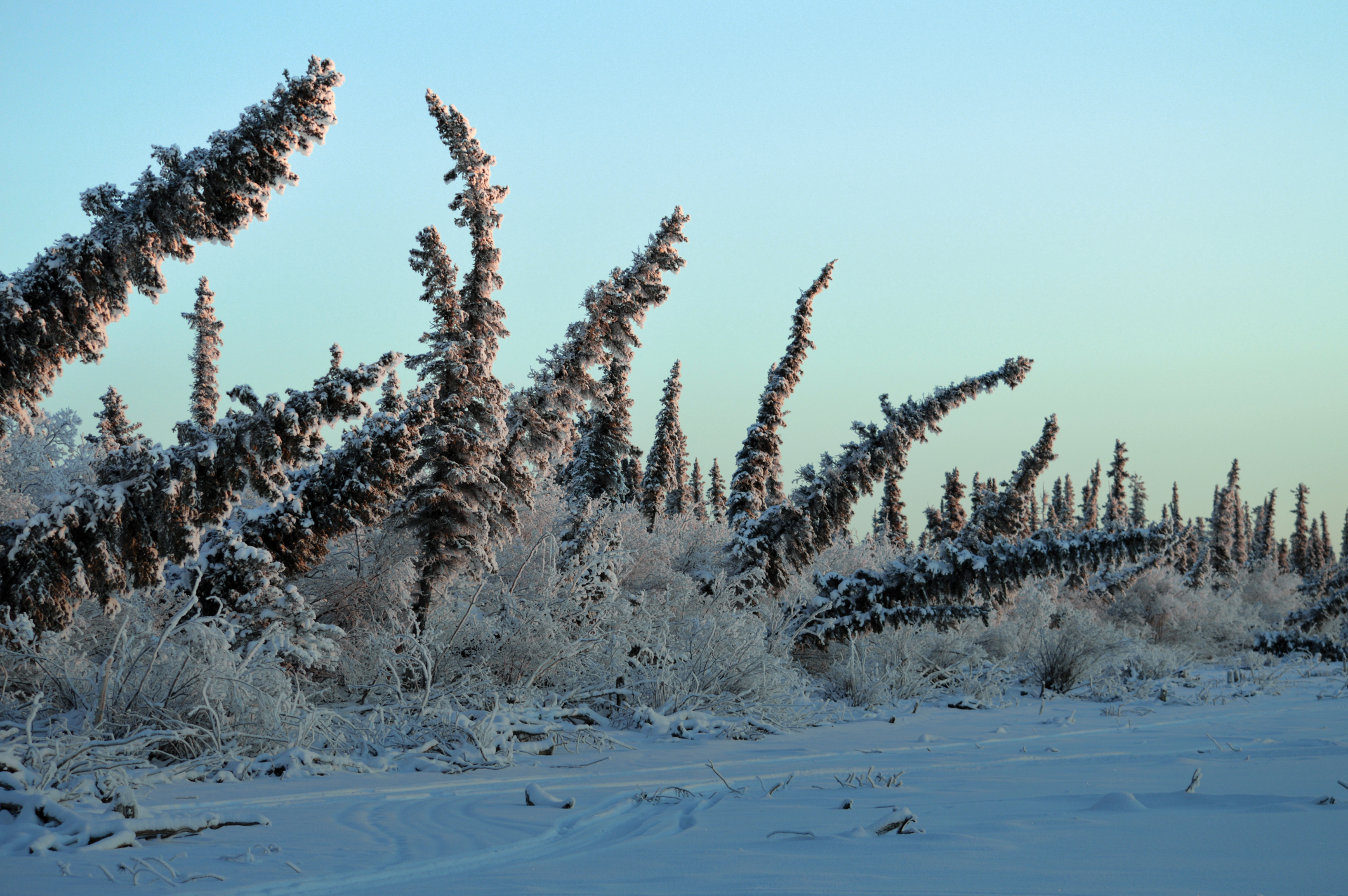 Tilting evergreen trees in a snowy landscape with a blue sky.