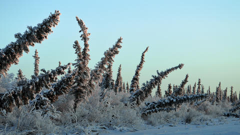 Tilting evergreen trees in a snowy landscape with a blue sky.