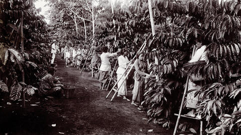 Dozens of women and children using ladders to pick at a coffee plantation.