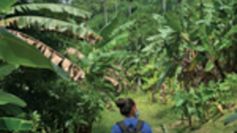 Thumbnail of Centerpiece Fall 2021 cover with image of field researcher walking among banana trees