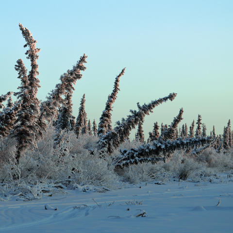 Tilting evergreen trees in a snowy landscape with a blue sky.