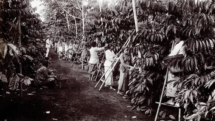Dozens of women and children using ladders to pick at a coffee plantation.