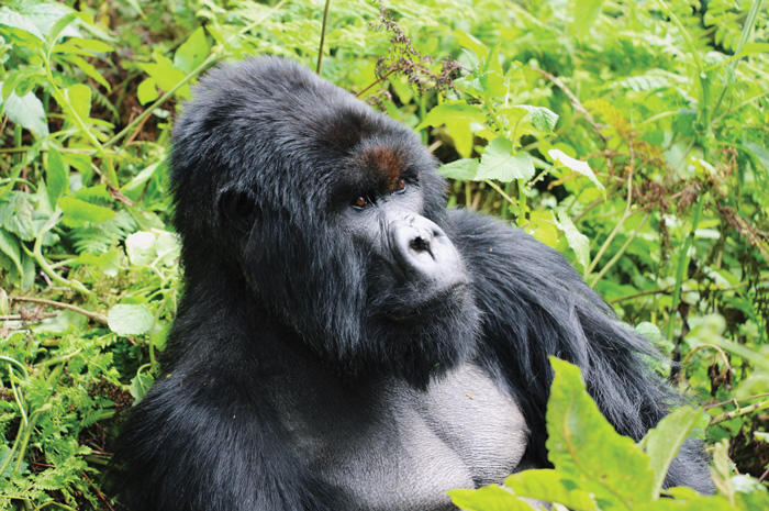 Image of gorilla