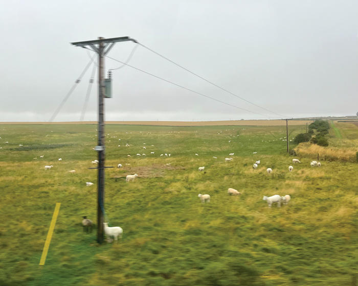 Sheep grazing in a Scottish countryside.