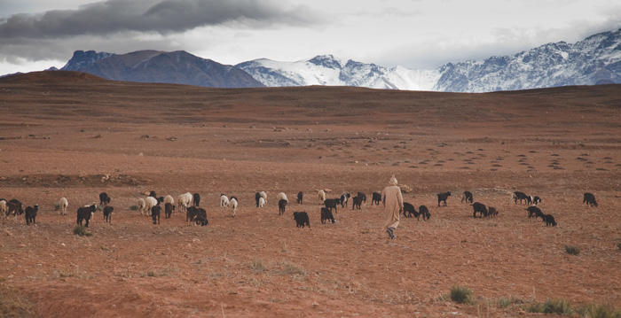 A shepherd tending a flock of goats in a vast desert landscape with snow-capped mountains in the background.