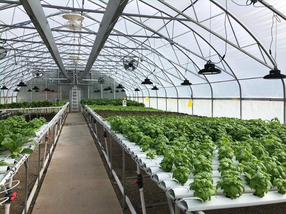 Hundreds of green plants are growing in rows inside of a hydroponic farm.