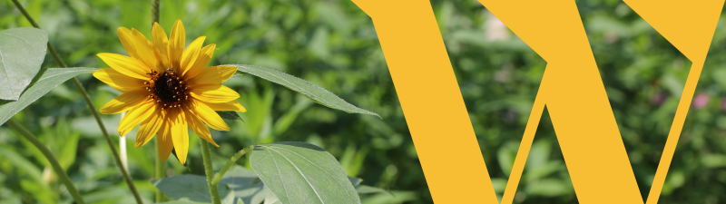 Close-up of one yellow flower against a background of green leaves with a yellow W overlaid.