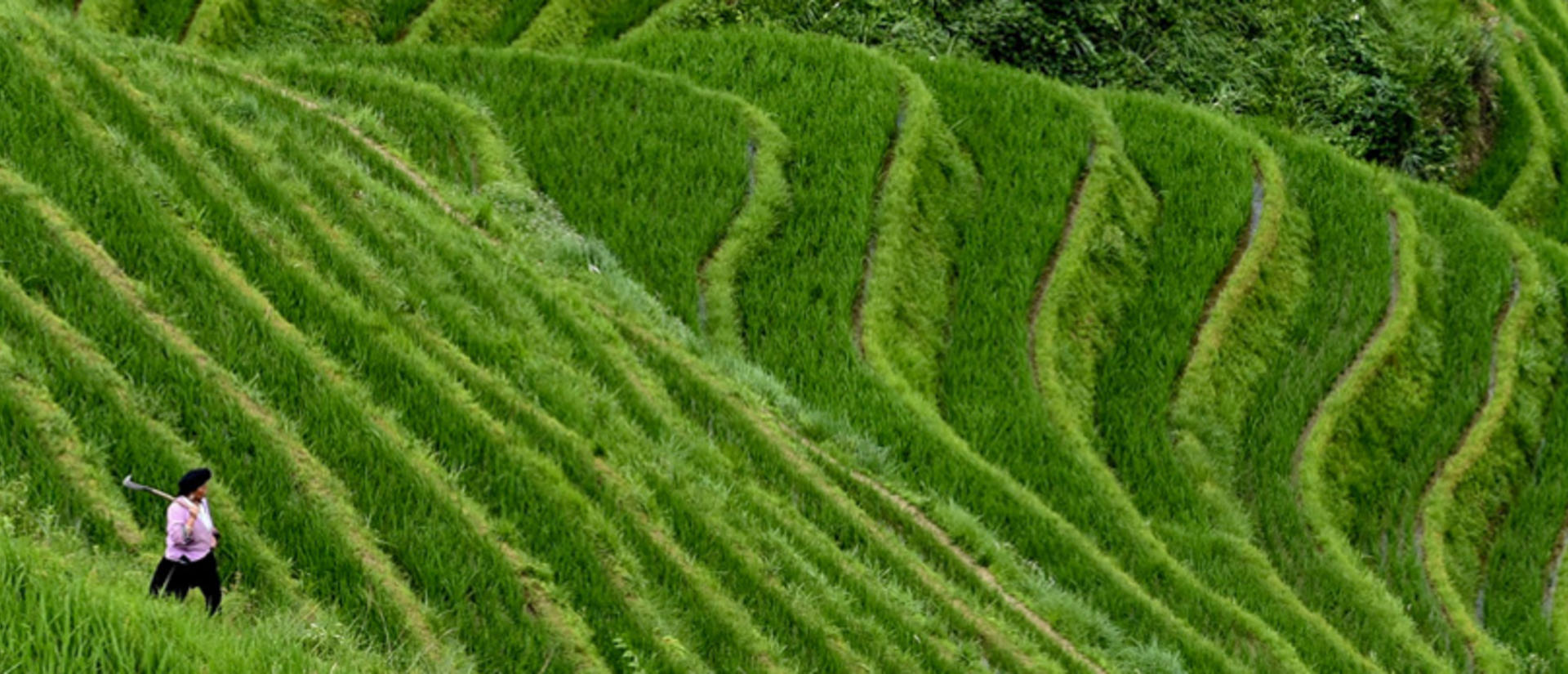 Worker in lush green rice field in China