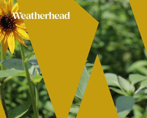 Gold colored angled graphic over a an image of sunflowers and the Weatherhead logo on top.