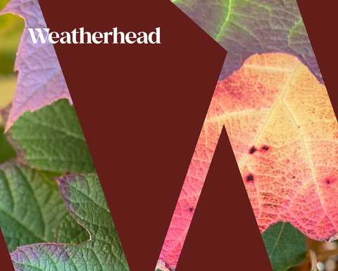 Crimson-colored triangles over an image of fall leaves.