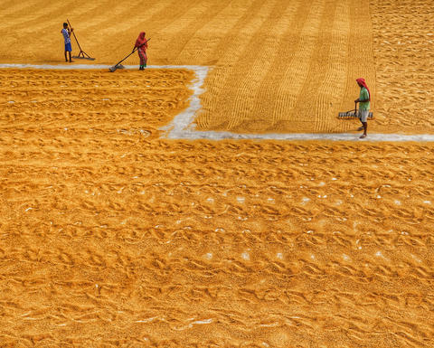 Workers in a field processing grain.